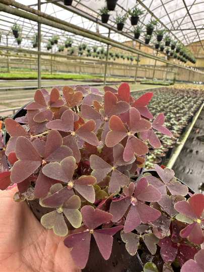 Oxalis Triangularis Purple 4” - PlantlyAddicted