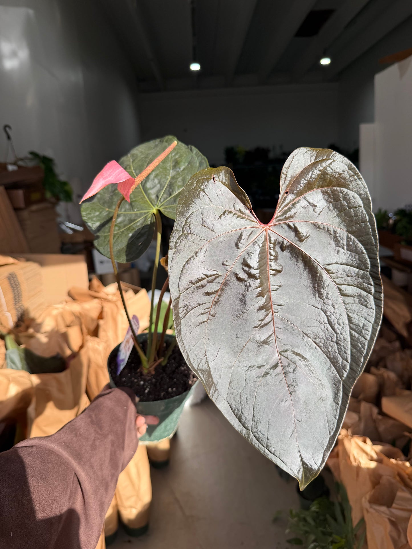 Anthurium Queen of Hearts XL 6”