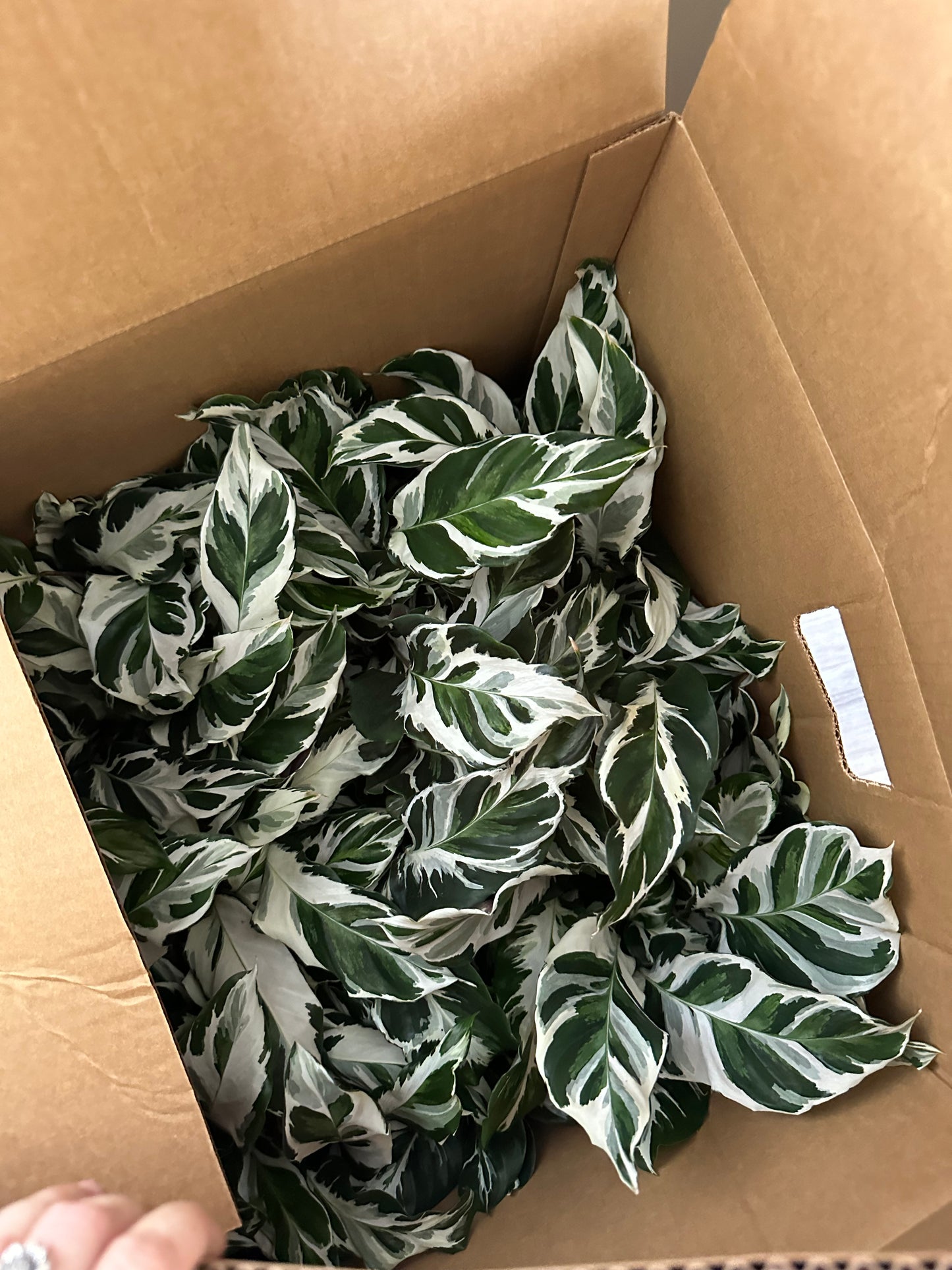 6” Stella Calathea, live plant, indoor plant