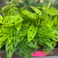 4” Neon adansonii, rare plant, foliage