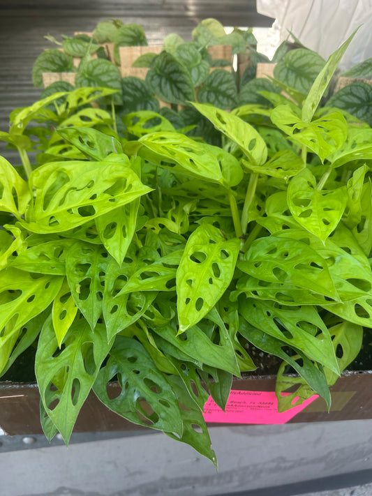 4” Neon adansonii, rare plant, foliage