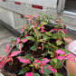 Party time 4”, live plant