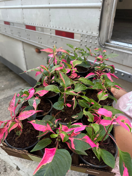 Party time 4”, live plant