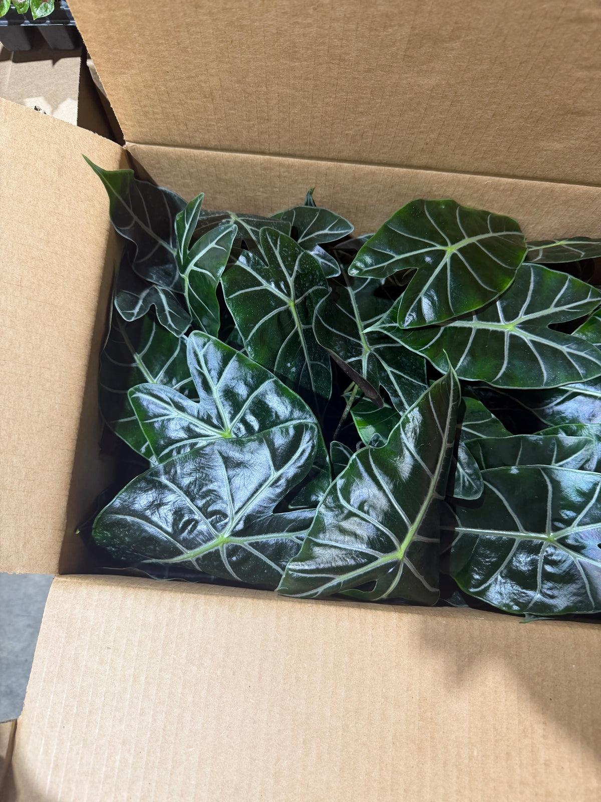 Alocasia Purple Vein 4”
