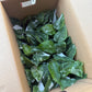 Philodendron White Princess Galaxy 4"