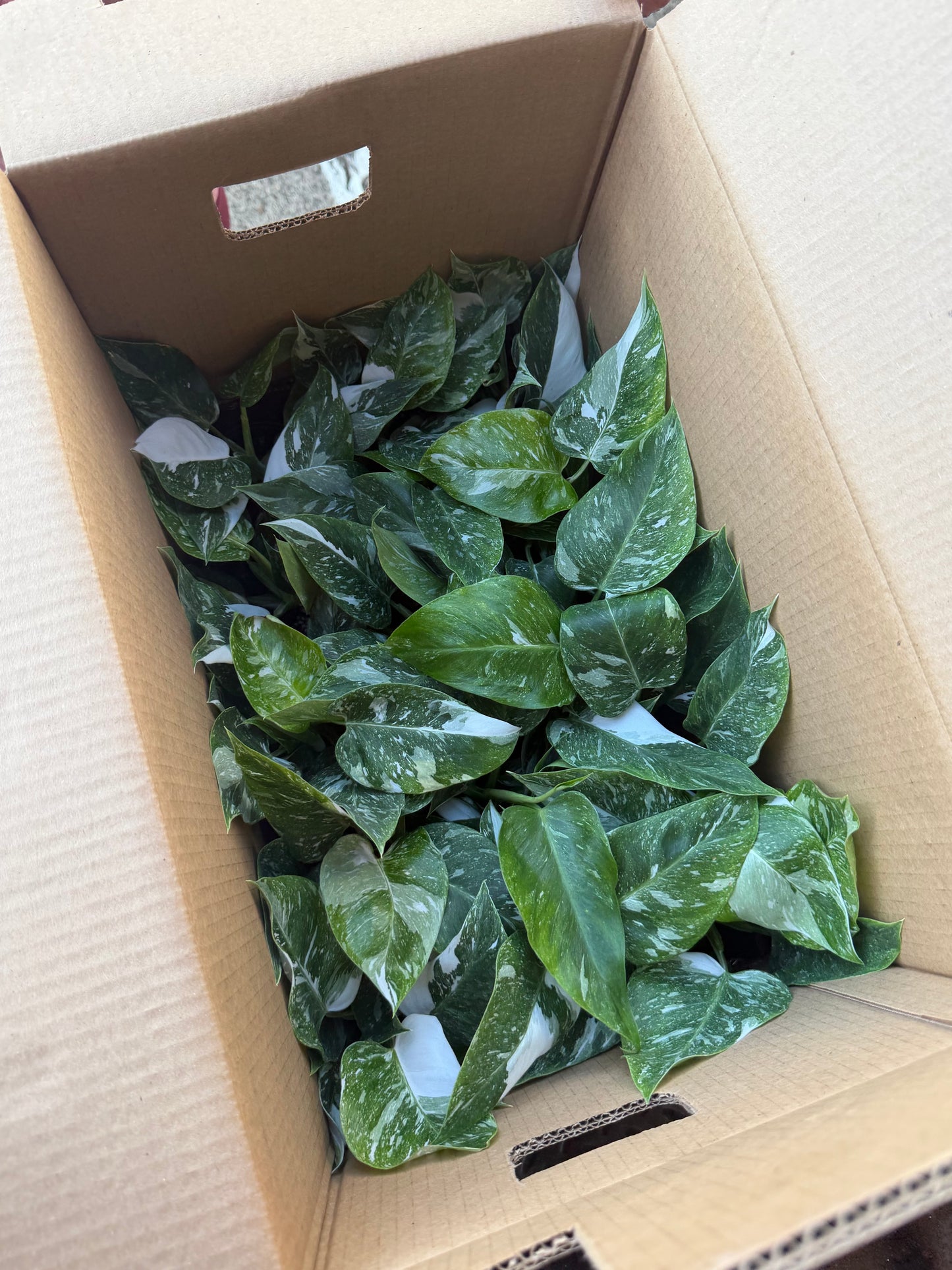 Philodendron White Princess Galaxy 4"