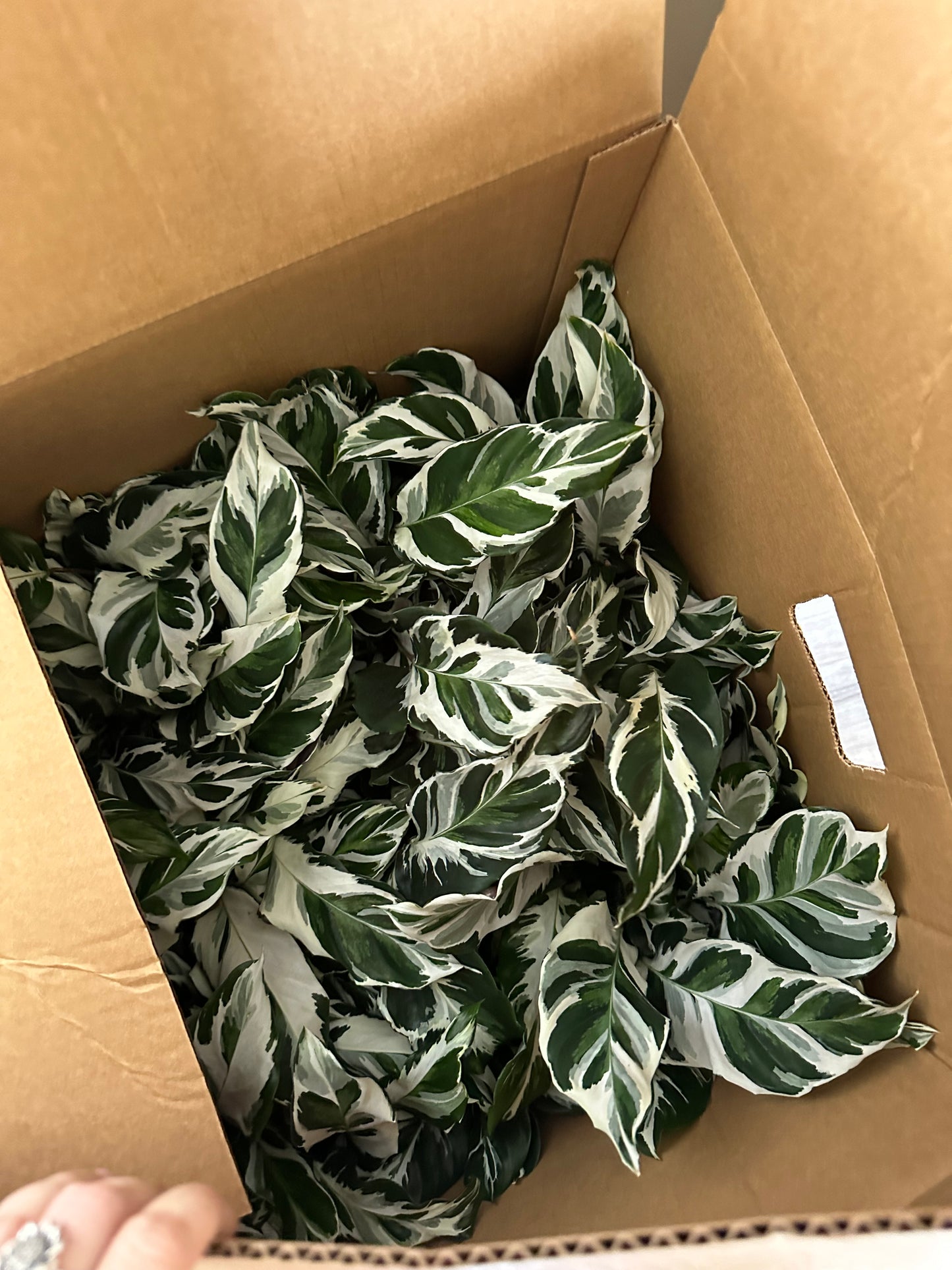 6” Stella Calathea, live plant, indoor plant