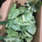 Monstera Legacy 4”