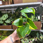 Pothos Manjula Poonsin 4”