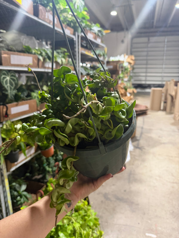 Hoya Green Rope 8”