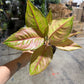 Algonema Mulan 4”
