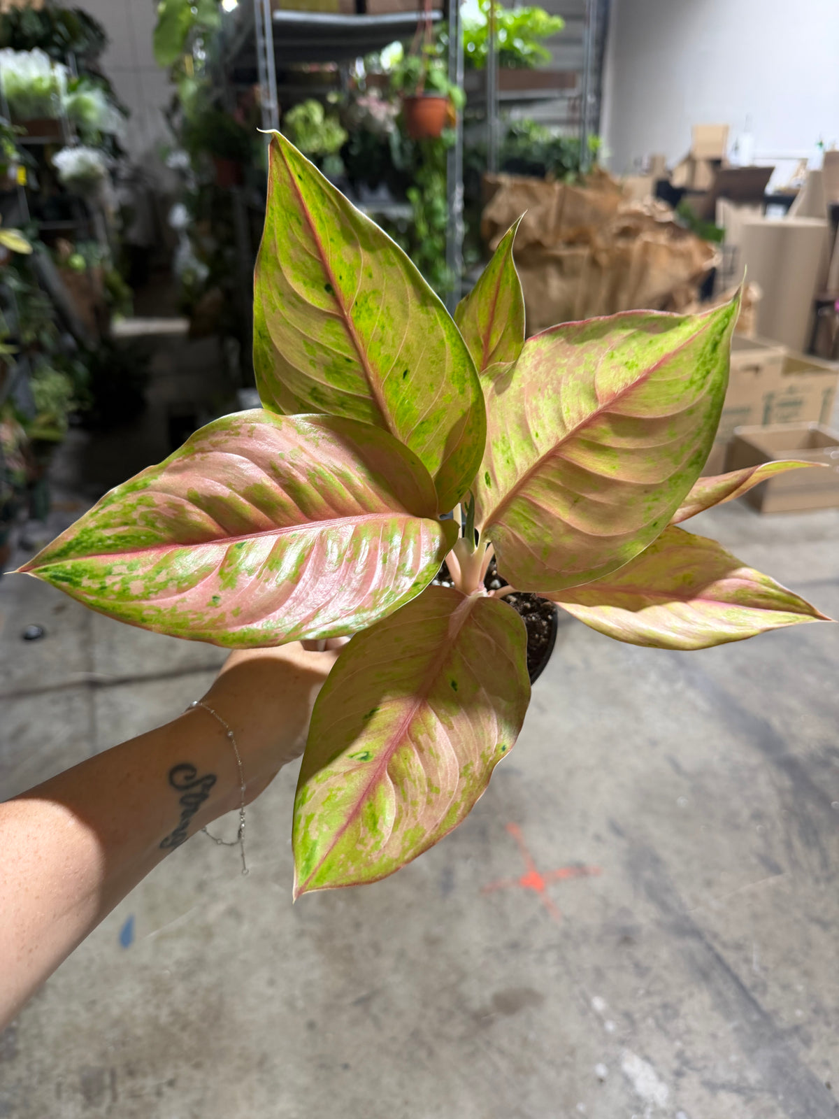 Algonema Mulan 4”