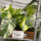 Monstera Auera 6”