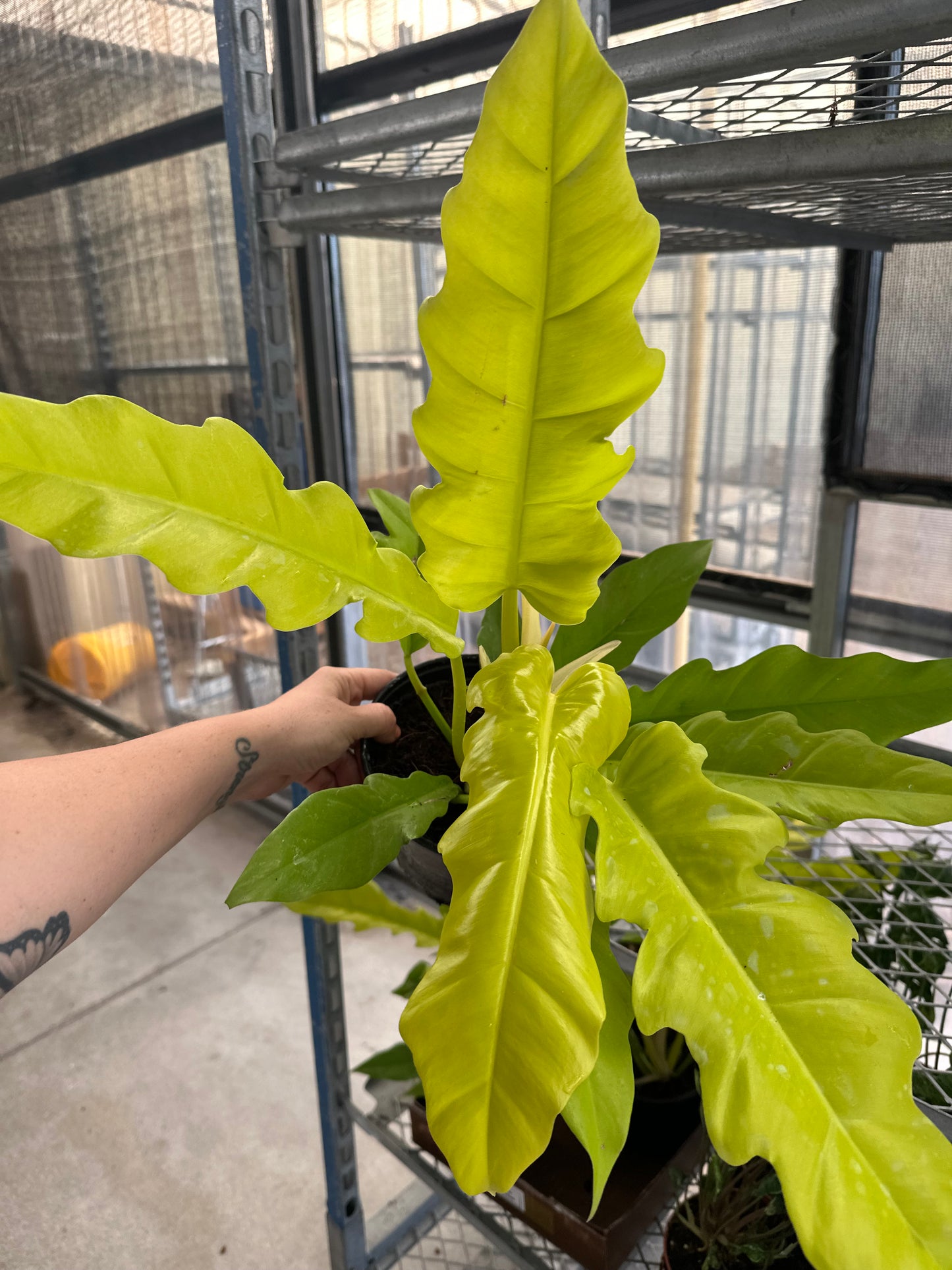 6” Philodendron Golden Crocodile