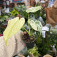 Monstera Mint 4”