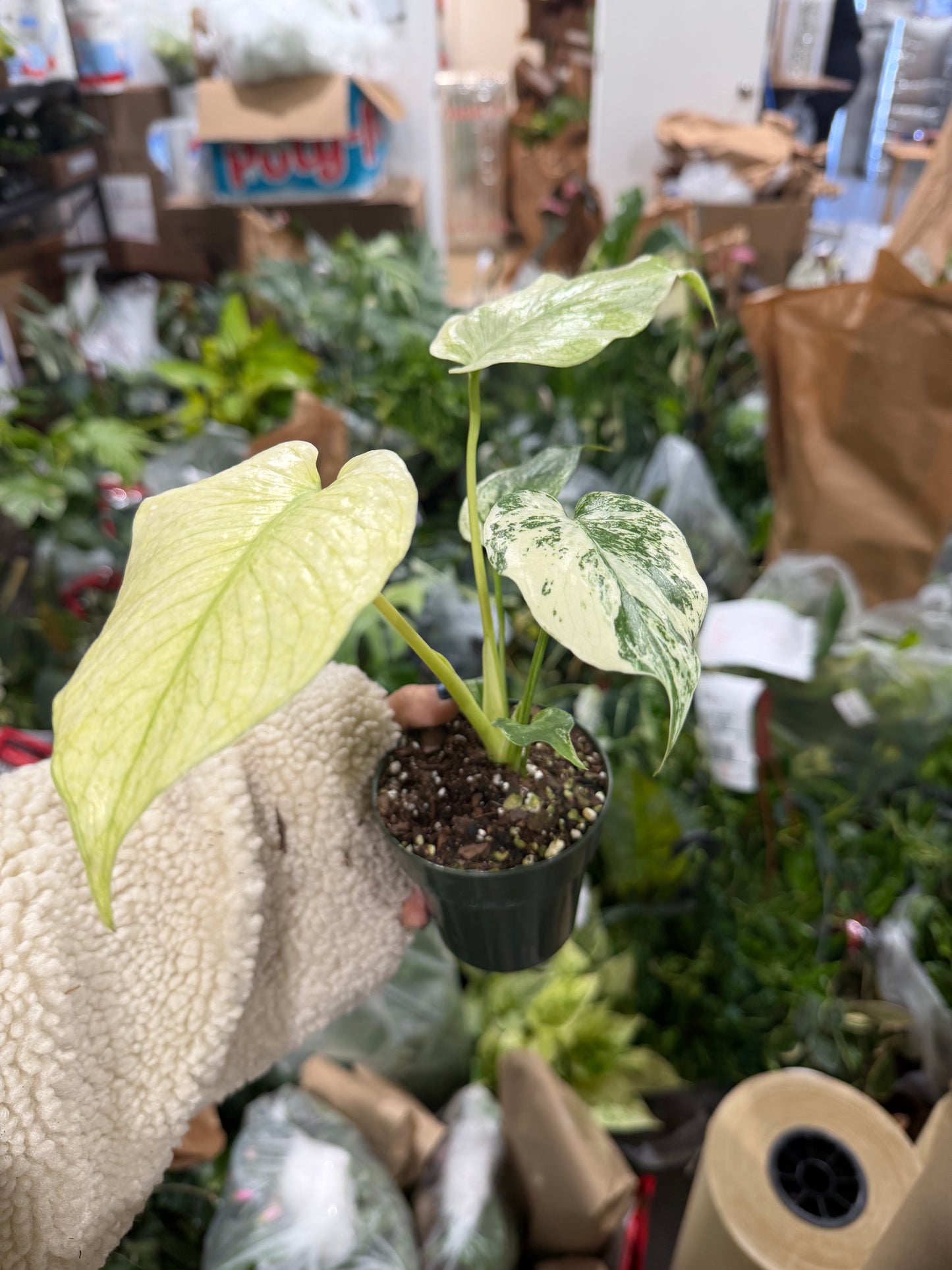 Monstera Mint 4”