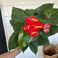 8” Anthurium Red, live plant, indoor plant