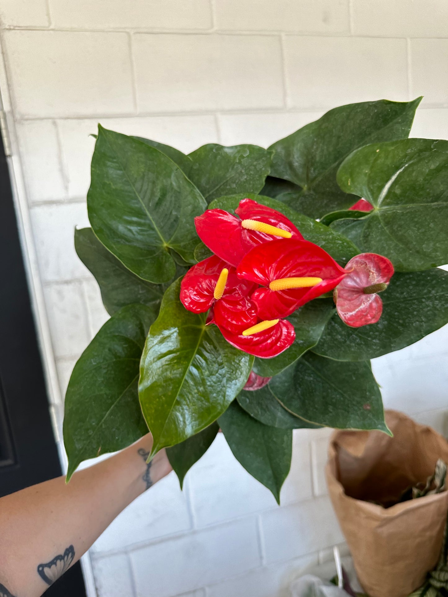 8” Anthurium Red, live plant, indoor plant