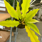 Philodendron Golden crocodile 6” - PlantlyAddicted