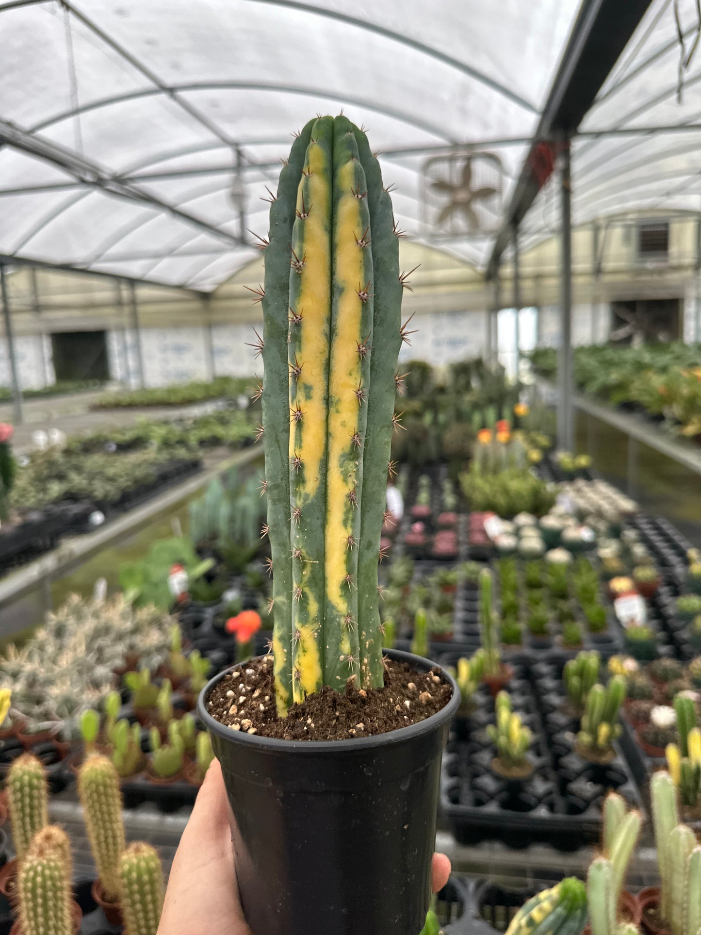 San Pedro Cactus 4”