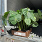 6” Philodendron McDowell, new item, rare