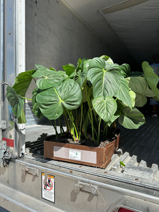 6” Philodendron McDowell, new item, rare