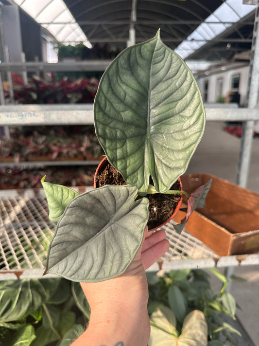 Alocasia Nebula 4”, live plant, indoor plant