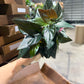 Syngonium Red Arrow 6”