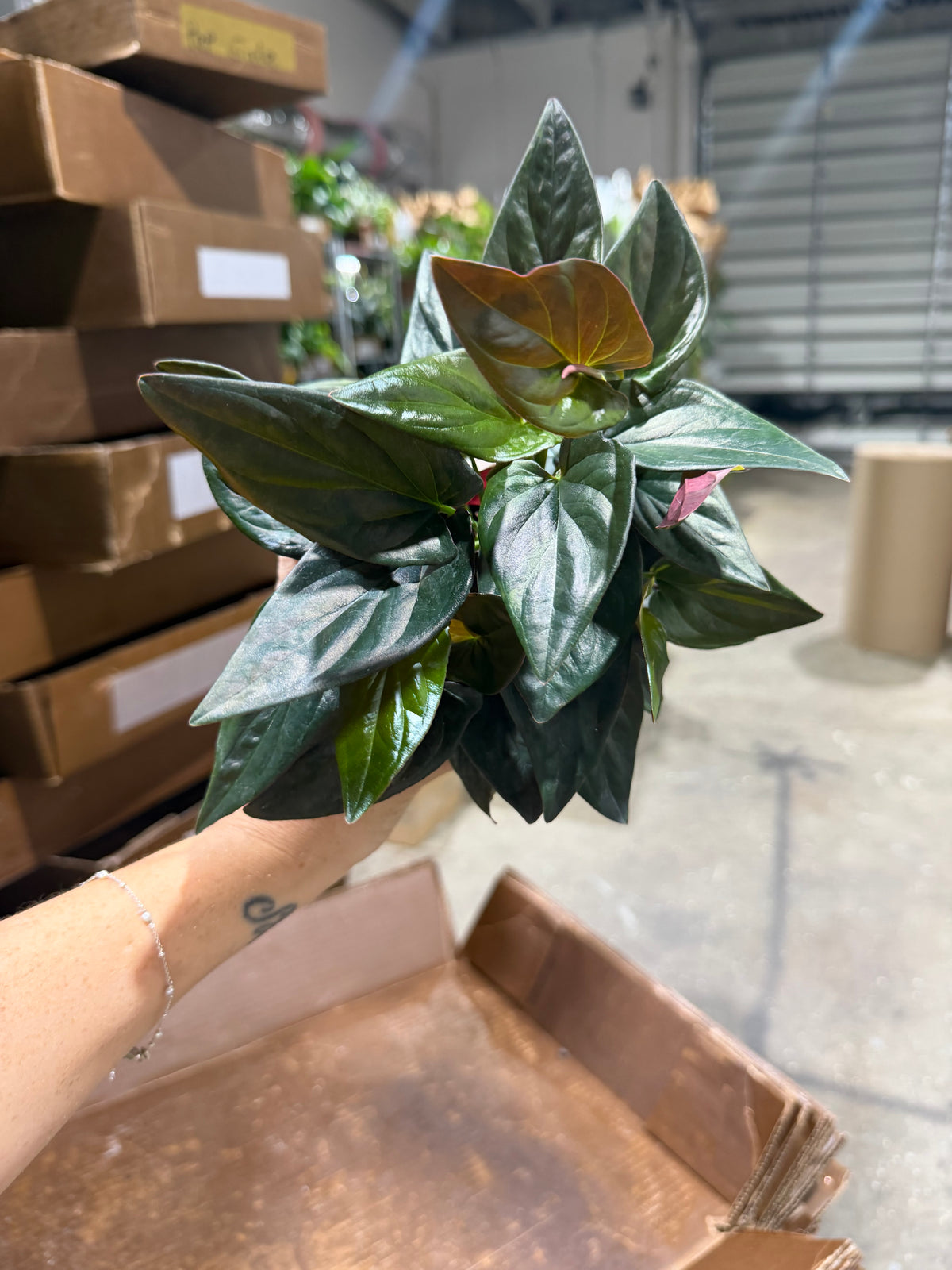 Syngonium Red Arrow 6”