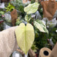 Monstera Mint 4”