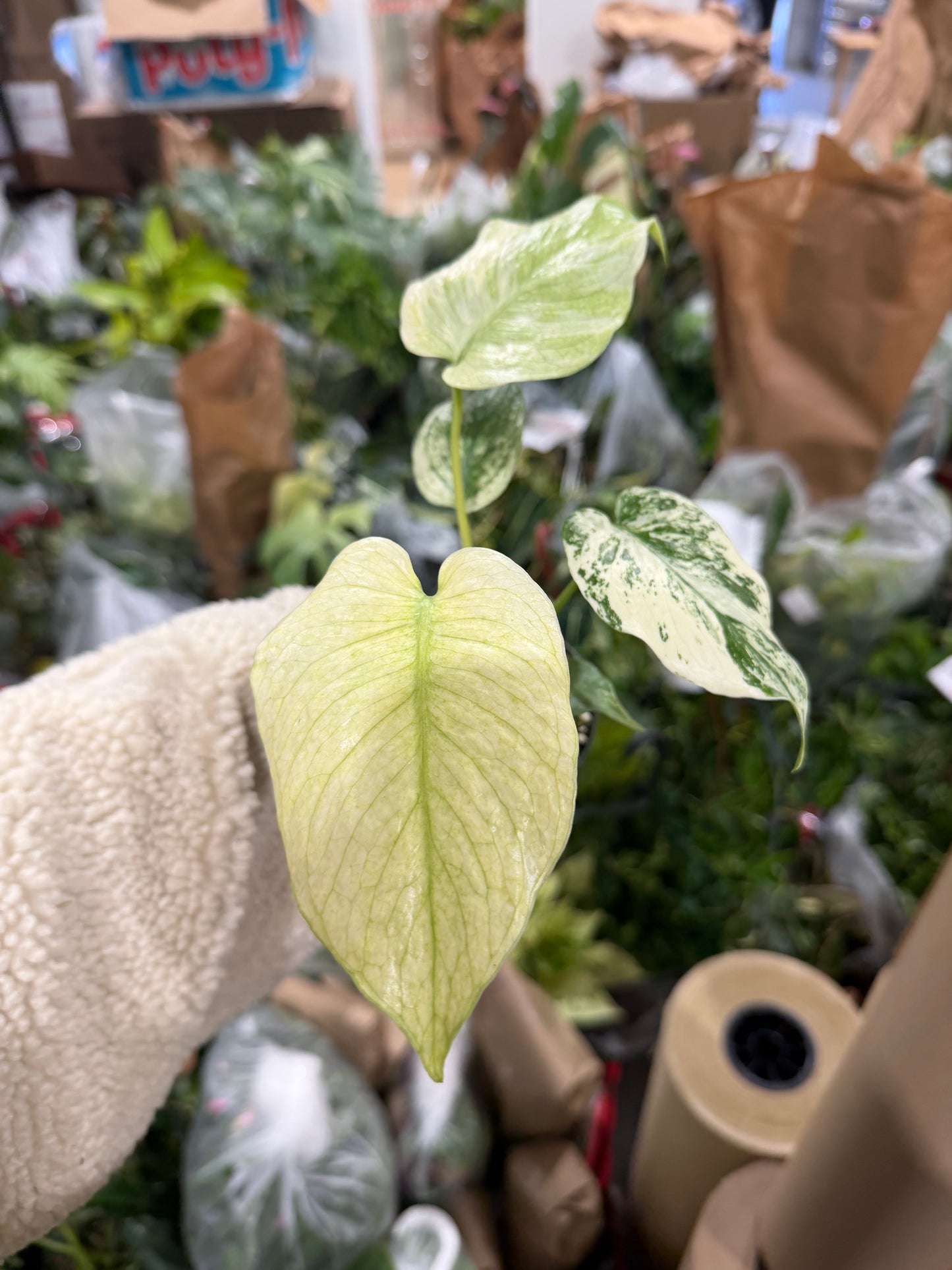 Monstera Mint 4”