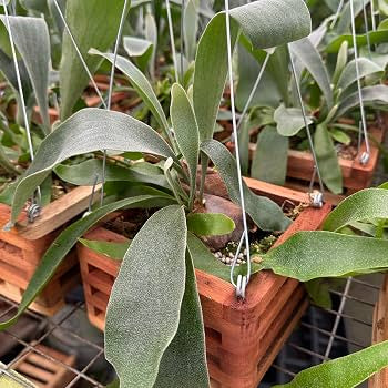 Staghorn Netherlands (Vanda box) 6"
