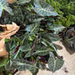 Alocasia Dragon Tooth 6"