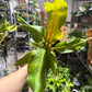 Philodendron Orange Marmalade 6”