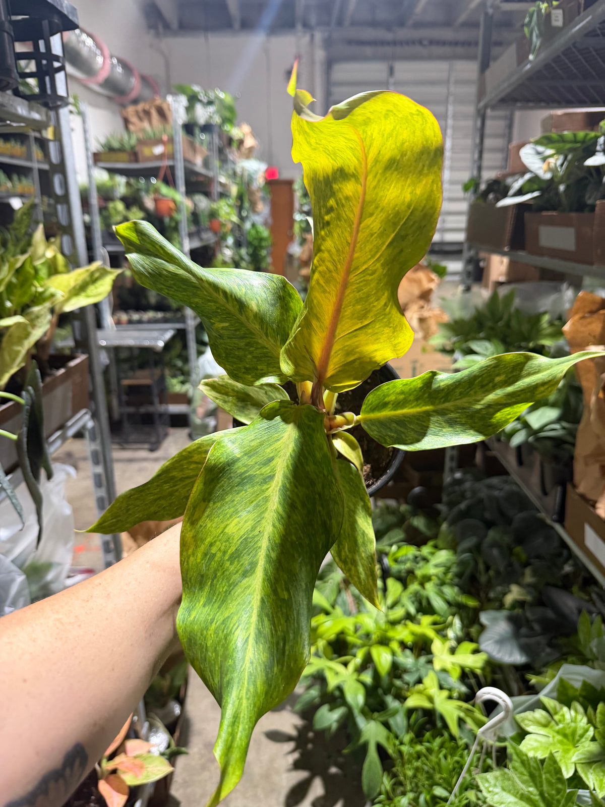 Philodendron Orange Marmalade 6”