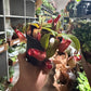 Nepenthes Lady Luck 4”
