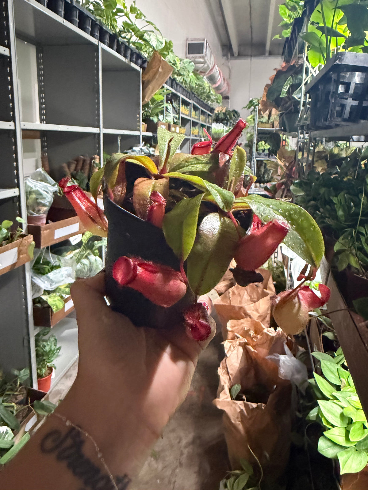 Nepenthes Lady Luck 4”