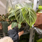 Philodendron El Choco 4”