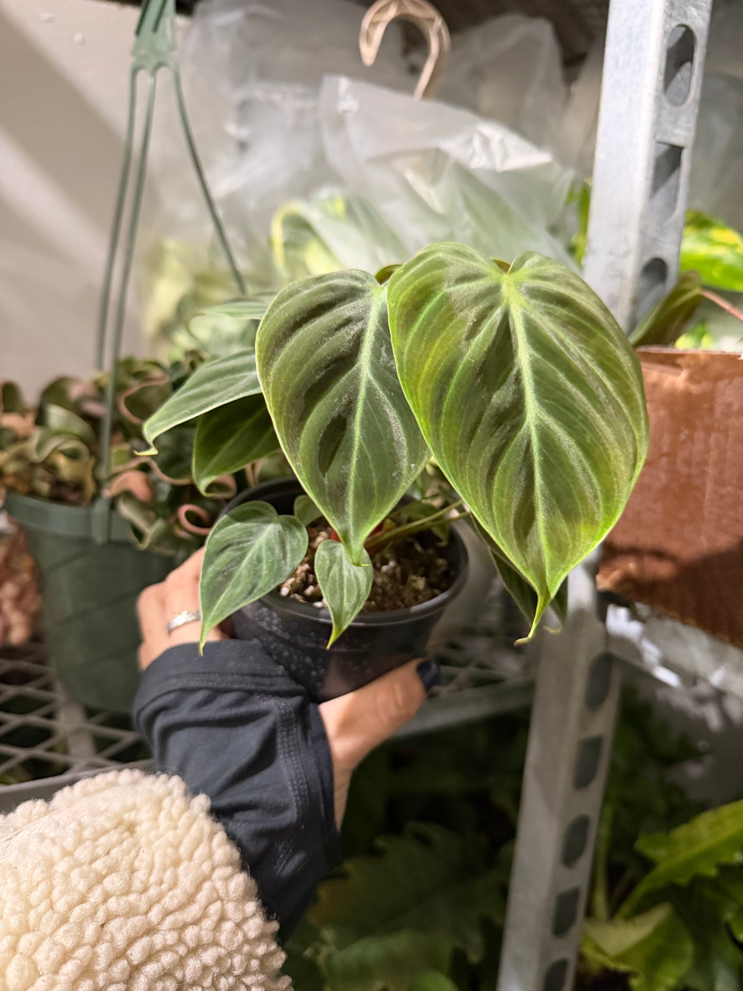 Philodendron El Choco 4”