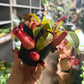 Lucky Luck Nepenthes
