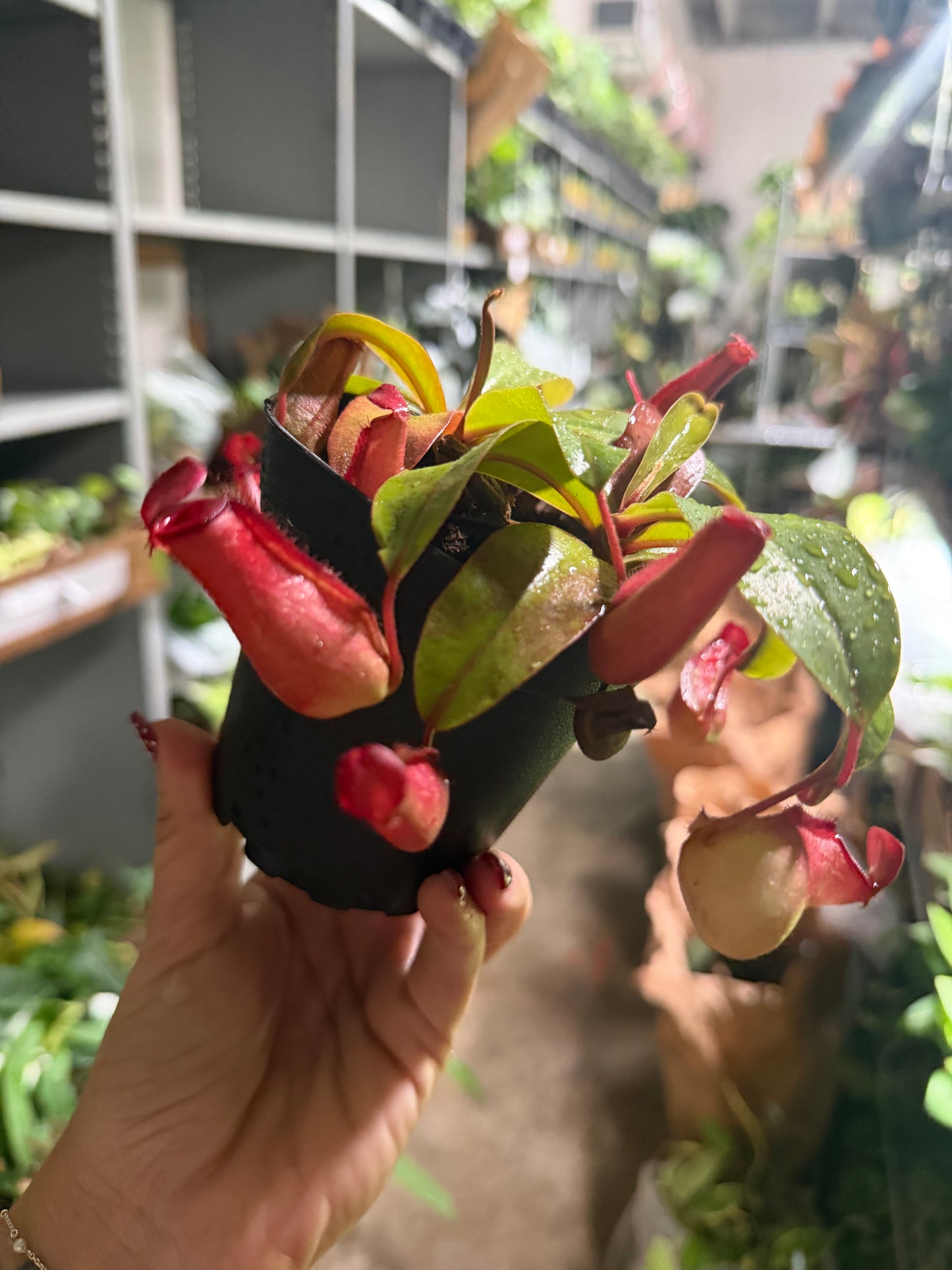 Lucky Luck Nepenthes