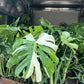 6” monstera Thai, beautiful variegation