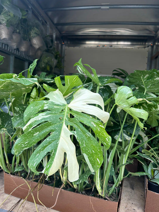 6” monstera Thai, beautiful variegation