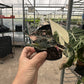 Alocasia Bambino Variegated, Live Plant, indoor plant