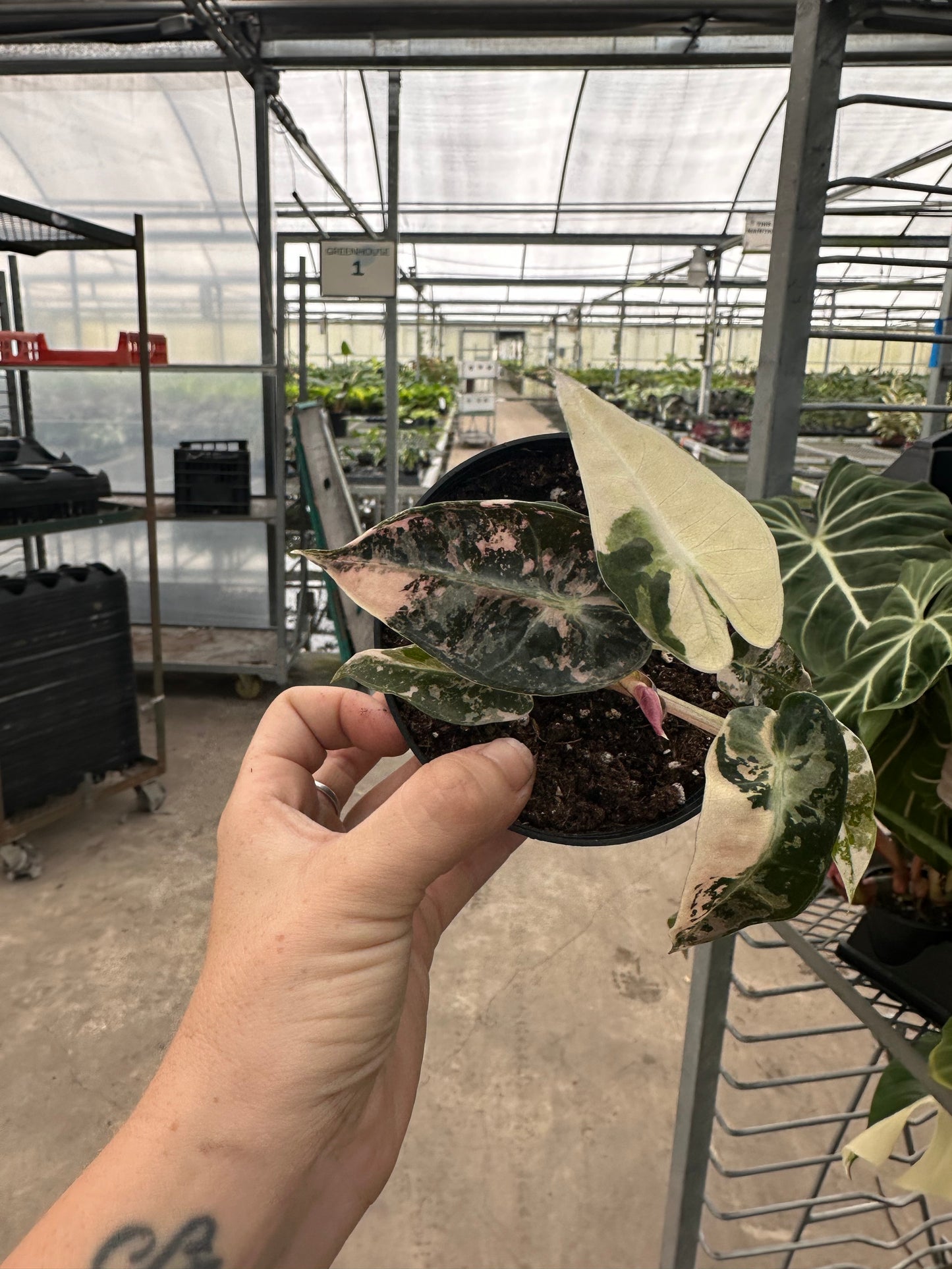 Alocasia Bambino Variegated, Live Plant, indoor plant