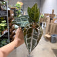 Anthurium Red Crystal x SKG