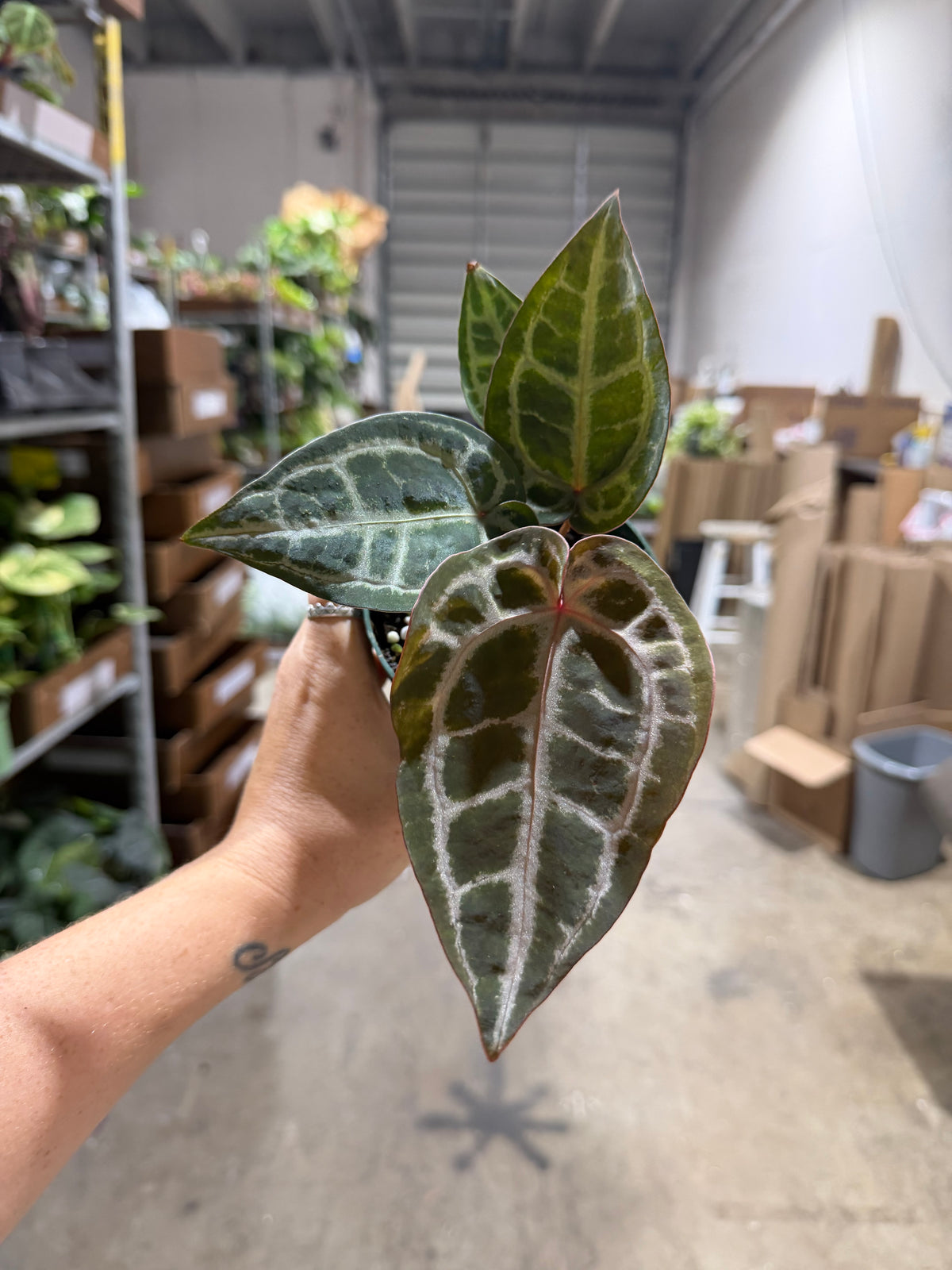 Anthurium Red Crystal x SKG