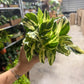 Australia Lisa 8” Hoya