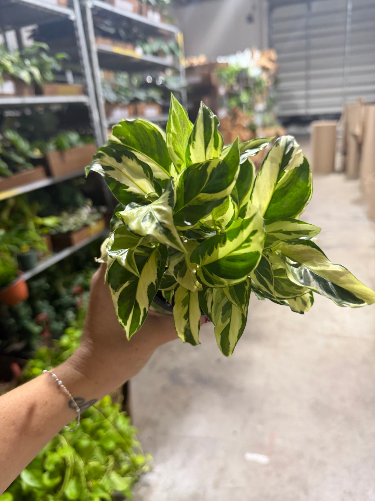Australia Lisa 8” Hoya