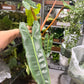 Philodendron Billie 6”